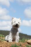 WESTIE 034